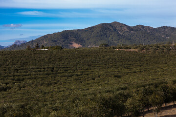 Olivares de la comarca de Reus, Tarragona, Catalunya.