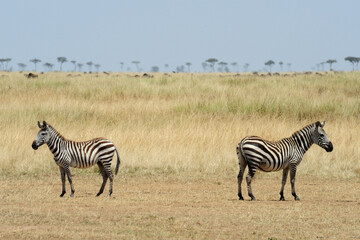 Two zebras in savanna on safari in Kenya national park. Wild animals in nature 
