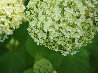 białe kwiatki hortensji drobnej