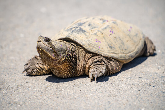 Common Snapping Turtle. Wildlife photography.