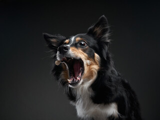 Funny expression dog. border collie on a black background