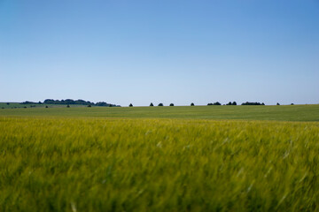 Scene of daylight on the field with young rye or wheat in the summer with clean blue background. Landscape.