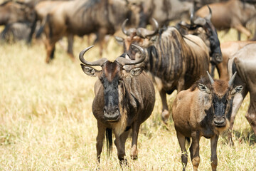 Wildebeest portrait in masai mara in kenya. Wildlife and moment concept, Africa