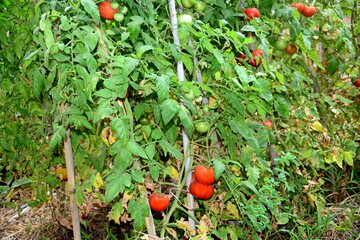 Tomato plant, its berries, with their characteristic red color, are widely used in the food sector...