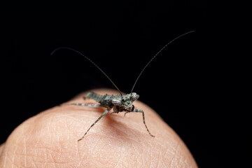 Amorphoscelis Mantis in black background