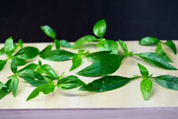 branch of Andrographis paniculata on wooden plate 