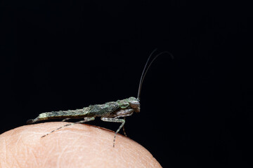 Amorphoscelis Mantis stock photo