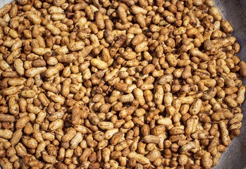 Harvested Peanut Pods Cleaning in Water
