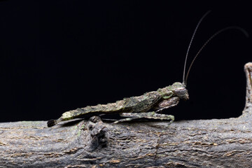 Amorphoscelis Mantis