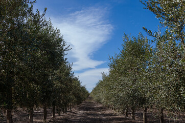 Obraz premium Olivares de la comarca de Reus, Tarragona, Catalunya.