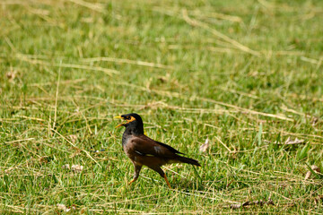 Obraz premium Acridotheres tristis on grass field.