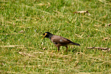 Acridotheres tristis on grass field.