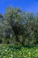 Olivares de la comarca de Reus, Tarragona, Catalunya.