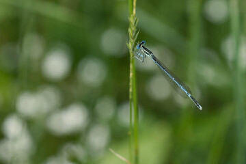 Blaue Federlibelle (Platycnemis pennipes)