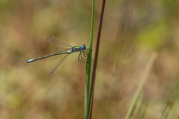 Gemeine Bisenjungfer (Lestes sponsa)