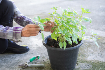 Farmer holding basil limb with basil tree in black plastic plant pot. vegetable growing experiment by  organic. not use chemicals. herb in thailand. modern agriculture for good health concept.