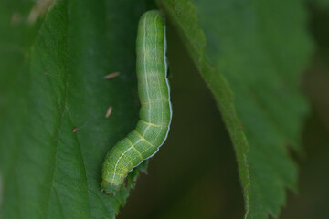 Gothica-Kätzcheneule (Orthosia gothica)