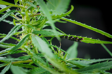 Stink bug eggs or eggs of brown marmorated, Halyomorpha halys, on cannabis, hemp, marijuana leaf. Macro photography of insect, small stink bugs. Animal outdoor that pesticide plant in the garden.