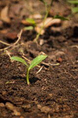Closeup of Small Plant with Leaves on Fertile Earth in Vertical Orientation, Natural Growth of Plant Concepts