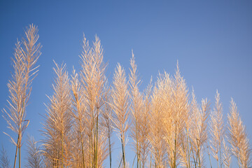 Obraz premium Feather Pennisetum or mission grass flowers meadow on blue sky background. free space outdoor nature landscape daytime. autumn or winter season, save environment concept.