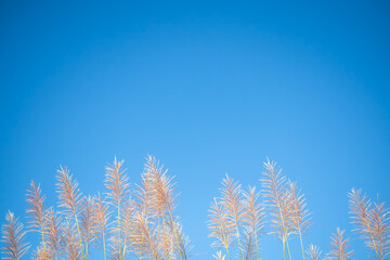 Feather Pennisetum or mission grass flowers meadow on blue sky background. free space outdoor nature landscape daytime. autumn or winter season, save environment concept.