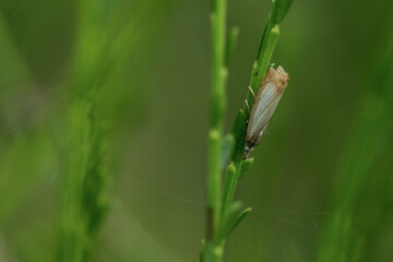 Rispengraszünsler (Chrysoteuchia culmella)
