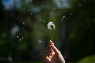 dandelion on the girl's wrist, green background of grass and spring plants, a feeling of lightness...