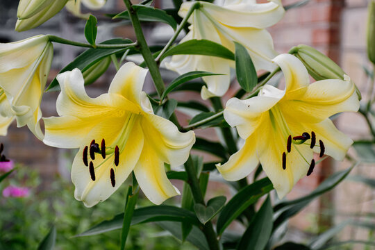 Beautiful yellow lilies flower background close-up. Lily "Villa Blanca" Giant flower.
Flowers in the garden
