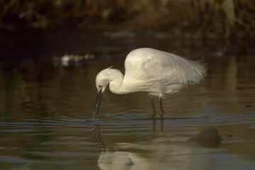 little white heron (Egretta garzetta)