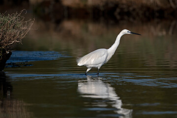 little white heron (Egretta garzetta)