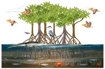 Mangrove forest scene  with animals in the water © blueringmedia