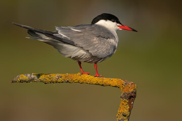 Sterna hirundo - adult bird perched in a wetland