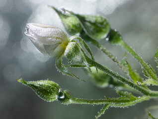 white rose underwater with air bubbles on a gray background