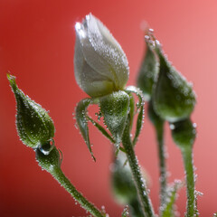 Rose underwater with air bubbles on red background