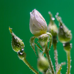 white rose underwater with air bubbles on a green background
