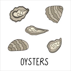 Oyster in a shell doodle illustration  isolated on a white background. Delicious seafood. Perfect for menu decoration