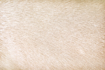 Animal fur texture of dog with light brown seamless patterns background