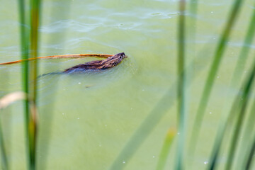 Muskrat (Ondatra zibethicus) swims in Lake Elizabeth with a branch. Wildlife photography.	