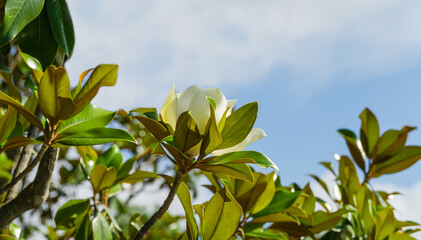 Large white fragrance flower Evergreen Southern Magnolia (Magnolia Grandiflora) in city park Krasnodar. Blooming magnolia in Public landscape 'Galitsky park' for relaxation and walking in sunny June © MarinoDenisenko