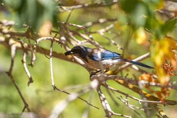 Western Scrub Jay (Aphelocoma Californica) holds an insect in its beak. 