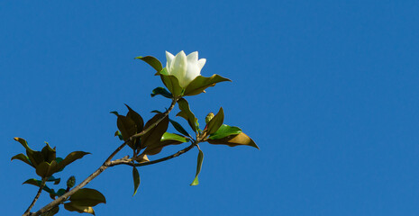 Large white fragrance flower Evergreen Southern Magnolia (Magnolia Grandiflora) on blue sky background in city park Krasnodar. Blooming magnolia in Public landscape 'Galitsky park' with copy space © MarinoDenisenko