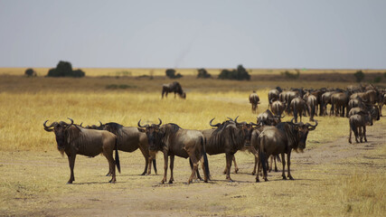 Naklejka na ściany i meble herd of wildebeest in the savannah