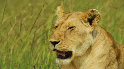lion cub in the grass