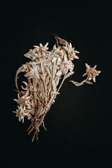 Edelweiss flower isolated on black background