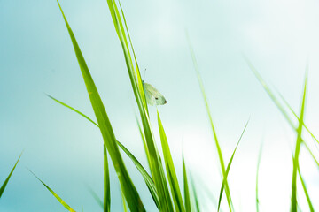 green grass with water drops