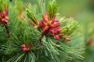 ハイマツの赤い実