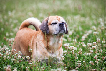 Puggle pug and beagle cross breed standing in clover field with eyes closed, sniffing the air