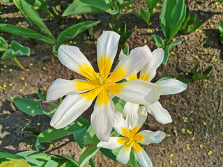A white tulip, like a daisy, with a yellow center. Top view. The festival of tulips on Elagin Island in St. Petersburg.