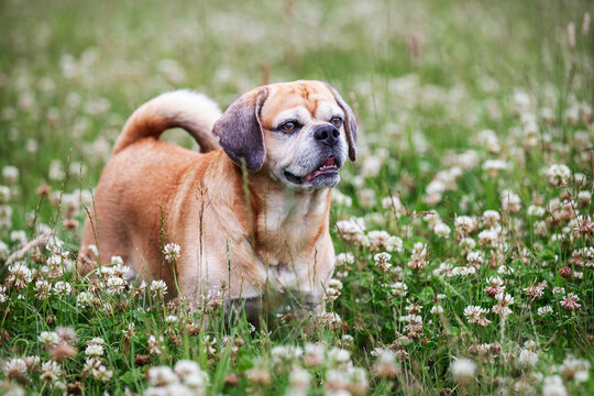 Happy puggle pug and beagle cross breed standing and smiling in clover field with flowers