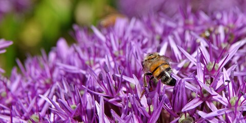 A honey bee on a giant onion (Allium Giganteum) in bloom. Allium ornamental onion field. Few balls of Allium flowers in bloom.